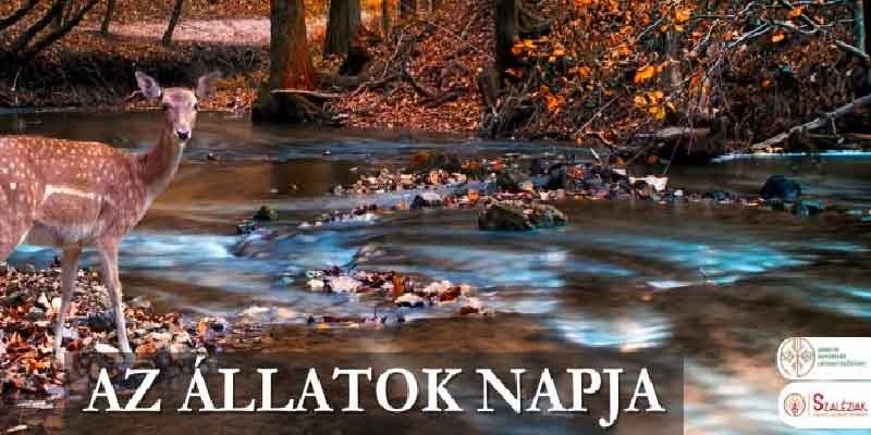 Meghívó – Péliföldszentkereszt, Állatok napja