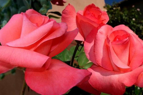 Bemutatjuk Don Bosco rózsáját