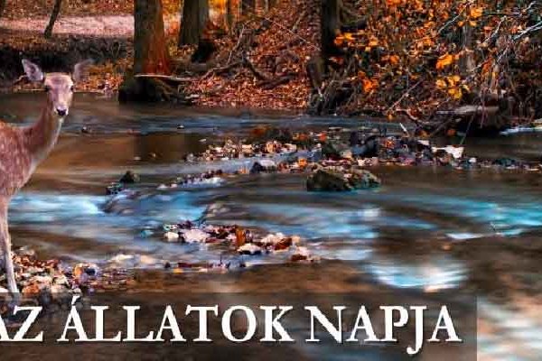 Meghívó – Péliföldszentkereszt, Állatok napja
